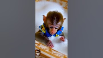 Monyet lucu sedang mandi #monyet #monyetlucu #cute #monkey #cutemonkey  #lucu #kocak #ngakak #funny