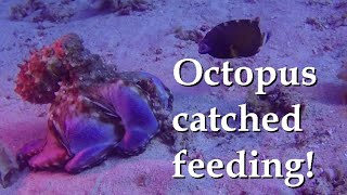 Stunning Octopus Feeding (Gili Islands, Lombok, Indonesia)