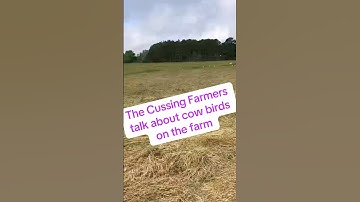Farmers talk about cow birds on the farm #birds #farmer #farm #Alabama