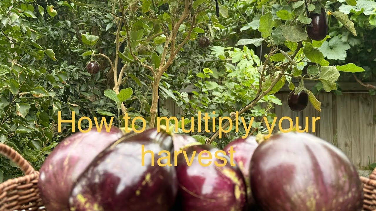 How to multiply eggplant harvest 