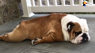 Hilariously Lazy English Bulldog Will Not Move | The Dodo