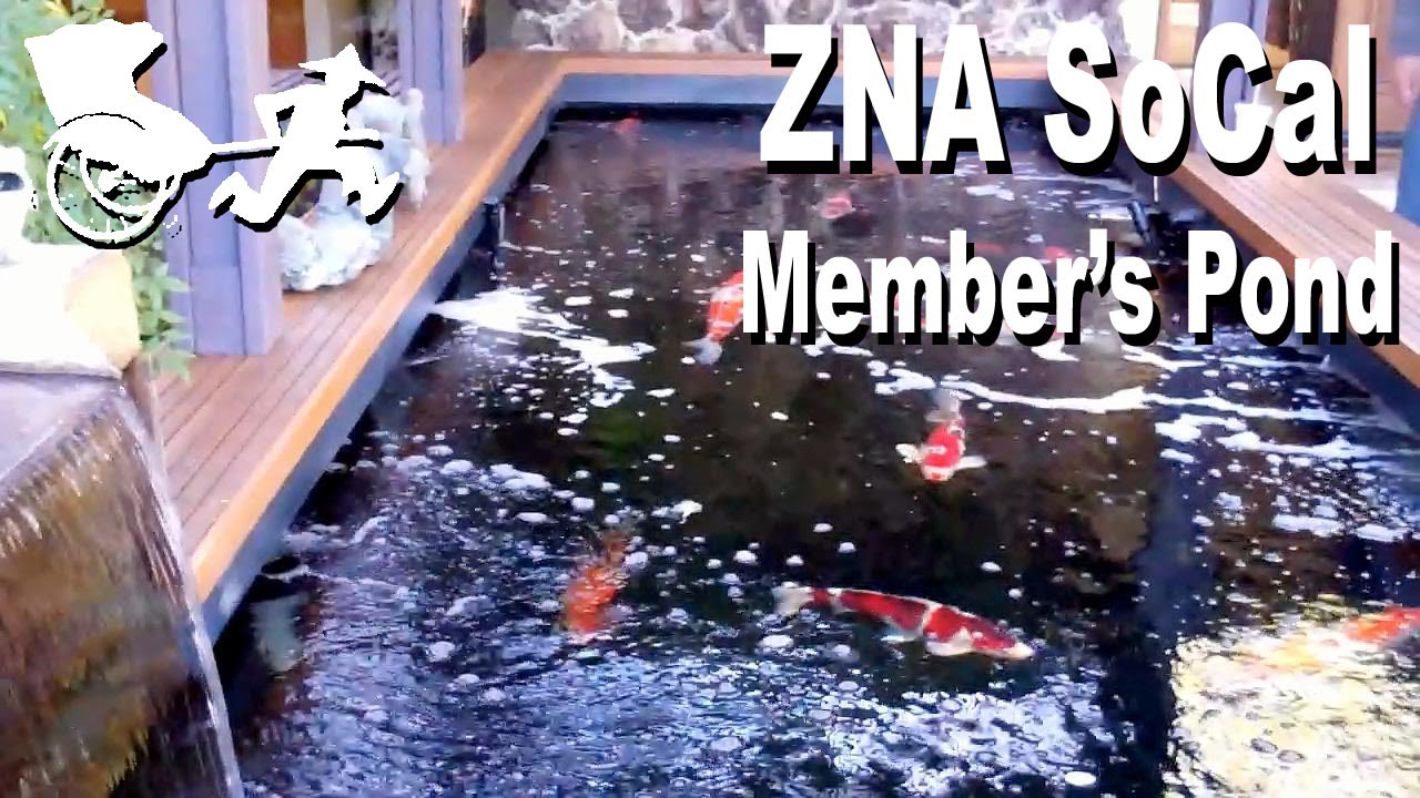 Koi club member's pond - YouTube