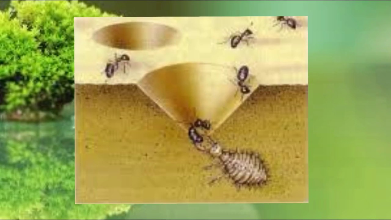 1 Minute / 1 Découverte #2 Le fourmilion