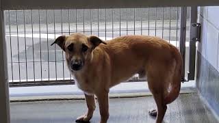 acs A687144