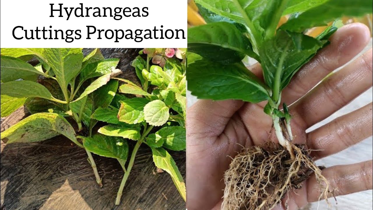 How to grow hydrangea from cutting | Hydrangea Propagation 