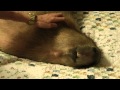 The World's Most Wonderful Capybara in Ecstasy カピバラユーフォリア