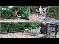Texas Bird Watching (Blue Jays &amp; Cardinals) | 4K Nature Relaxation