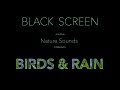 Relaxing Nature Sounds-Birdsong &amp; Rain Sounds for Sleeping Black Screen - Calming Water Ambience