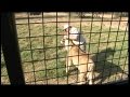 Inside the Lion Park Where American Was Mauled to Death