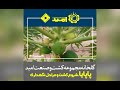 پاپایا شروع کشت و مراحل نگهداری در مجموعه کشت و صنعت امید 