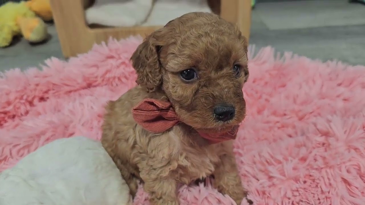 Yosie, Yasha and Yancy Cavapoo sisters available for adoption. Watch them run and play.