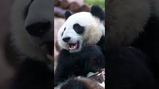 دب الباندا اللطيف المفترس 😂