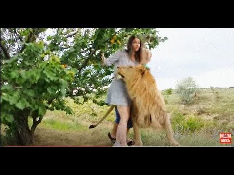 Девушка попала ко львам в Сафари и ей стало плохо !!!.The Girl Got Sick Surrounded by Lions