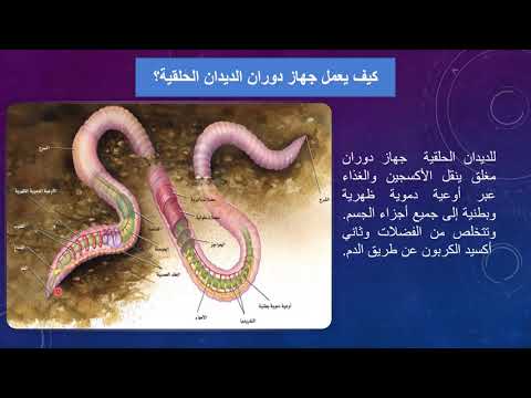 (مشروع الأحياء) الديدان الحلقية