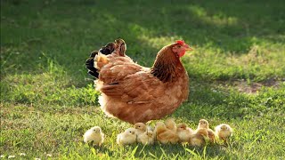 BREED YOUR OWN LOCAL CHICKENS  Easy way!!.