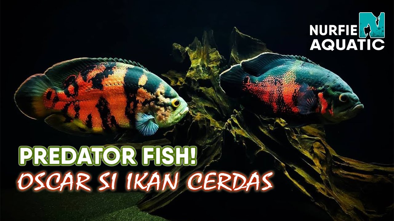 Predator Fish! ikan oscar si cerdas dengan corak tubuh indah - YouTube
