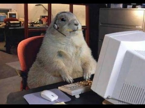 Truthfully the Cutest prairie dog on earth! I want to have one! - YouTube