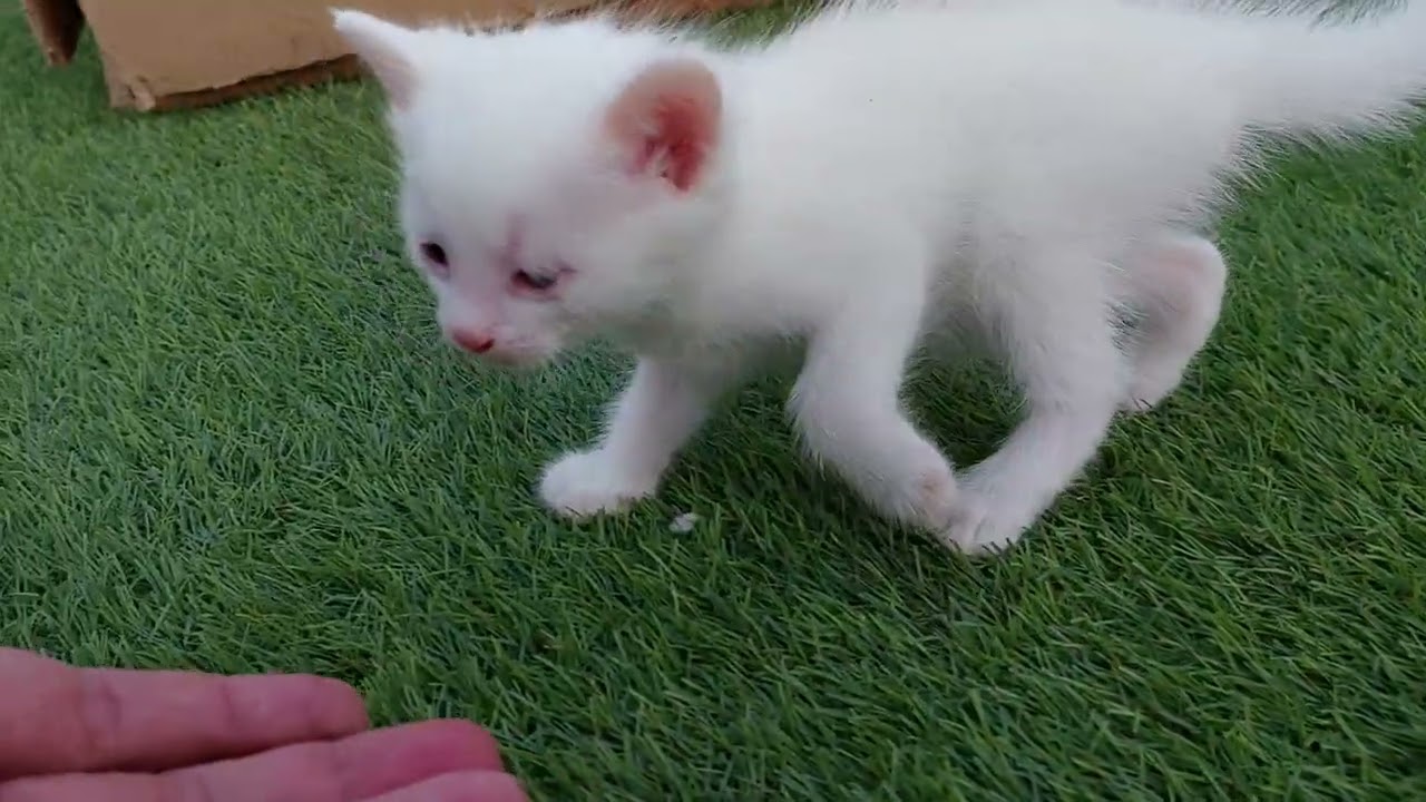 Tiny Kitten Got Confused Without Mom and siblings 