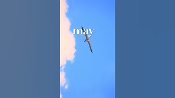 How Swifts Fly For A Longer Time !?