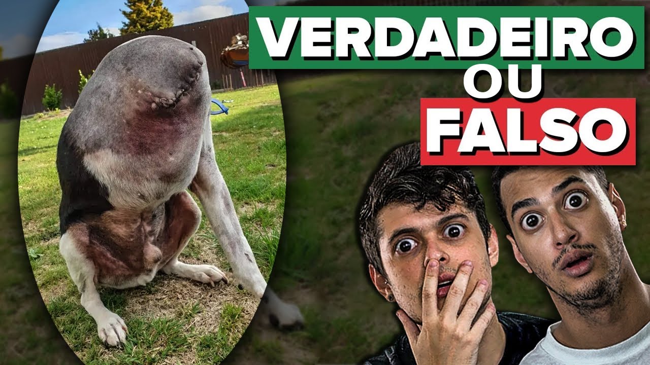 Qual cachorro é o verdadeiro??? 