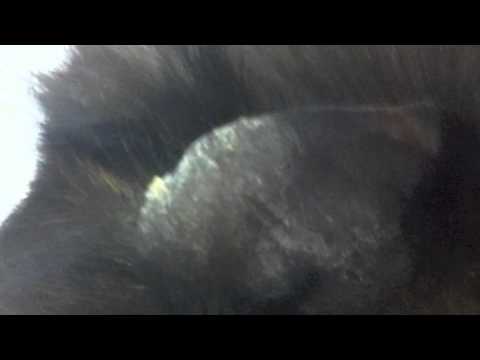 Video: Hvordan man fjerner ringorm i en kennel