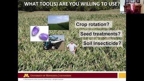 Essential Row Crop Management II: Corn rootworm management