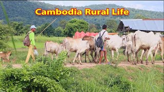 What Countryside in Cambodia Looks Like || 8 -September 2023 [ khmer rural post ]
