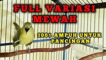 Sirtu gacor full variasi terbaik untuk pancingan dan pikat cipoh/siripu lain
