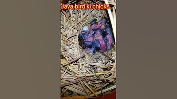 Java bird ki chicks #shorts#youtubeshorts #viral