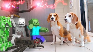 MINECRAFT in REAL LIFE vs Funny Dogs Louie & Marie : ZOMBIES!!