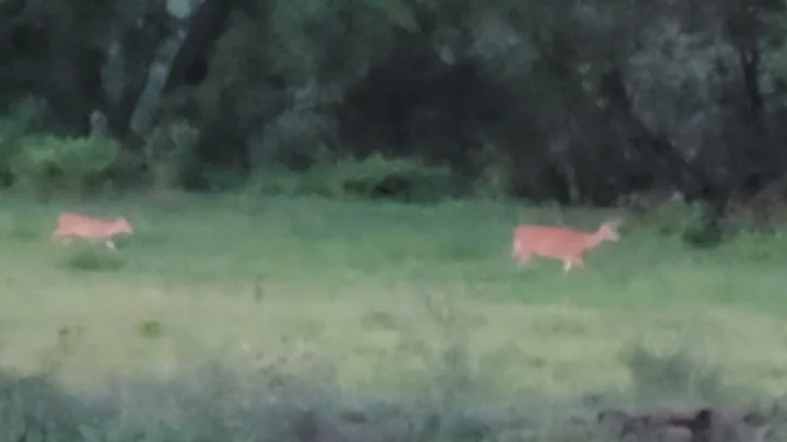 Grazing outside our backyard this morning!