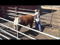 Hereford bull handling and horn weight removal