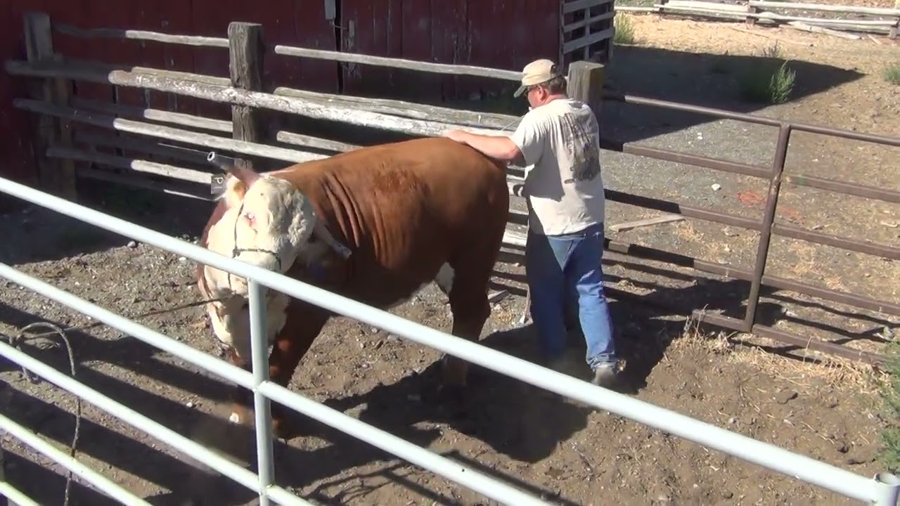 Hereford bull handling and horn weight removal. YouTube