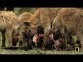 Nature's Savage Battles of Survival | Animal Fight Night MEGA Episode | Nat Geo Animals