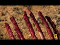 Nature's Savage Battles of Survival | Animal Fight Night MEGA Episode | Nat Geo Animals