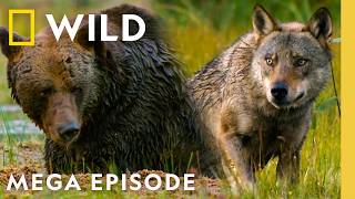 Fangs of Fury & Plans of Attack | Animal Fight Night MEGA Episode | Nat Geo Animals screenshot 5