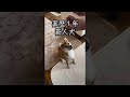 新人犬とベテラン犬の薬の飲み方の違い#shorts #柴犬