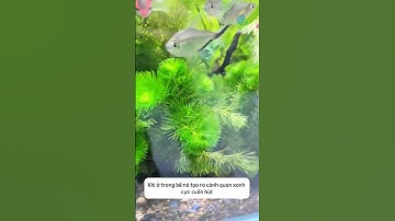 Làm sạch nước và tăng oxy cho bể cá một cách tự nhiên với cây rong la hán thuỷ sinh #shorts