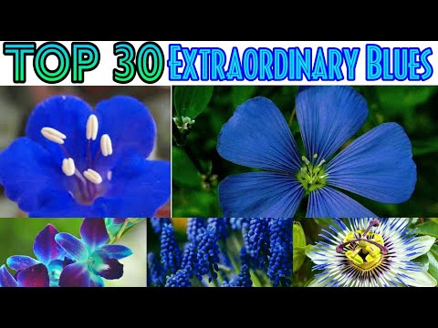 Video: Flower with blue flowers. Names of blue flowers, photo