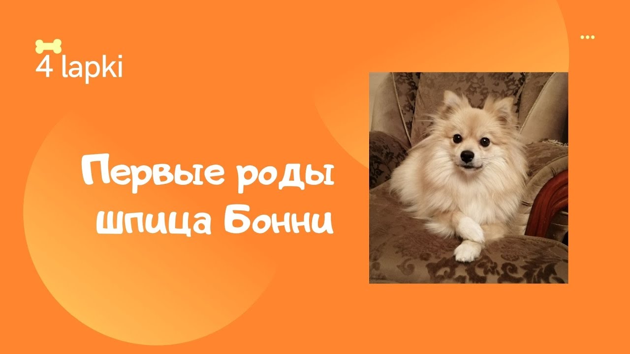 Первые роды шпица Бонни