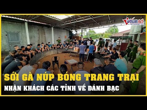 Video Phá sới gà núp bóng trang trại nông nghiệp ở Hải Dương... - youtube