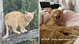 From Stray to Cozy Life: Bambas Rescue Story