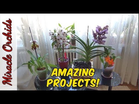 Watch me water my orchids in sphagnum moss. Lots of moss growing