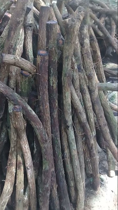 akar Bajakah tampala super asli Kalimantan