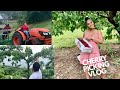 CHERRY PICKING IN NEW YORK/ VLOG/DANESHAB