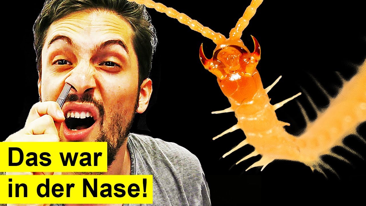 Würmer In Der Nase Beim Menschen www.youtube.com