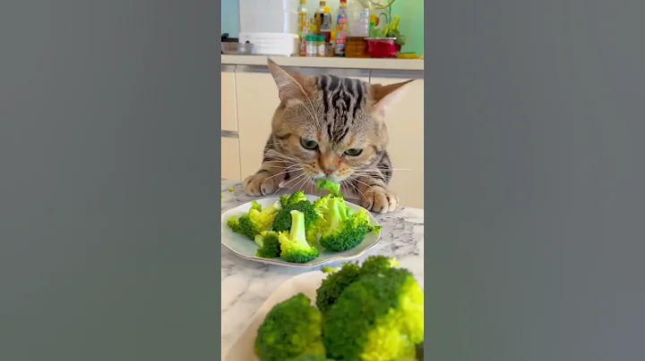 Hungry Greedy Cat 😺🤣❤️ | Cats Eating Vegetables 😺❤️ | Wait for the last #shorts #cat #funny - DayDayNews