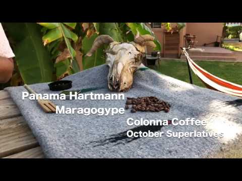 October Superlatives: Panama Hartmann Maragogype - Colonna Coffee