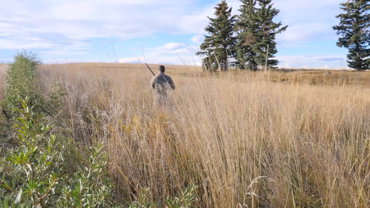 Future of Pheasants will depend on Habitat YouTube