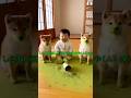 しらない顔してるのに全員あやしい。 #柴犬 #ショート動画 #かわいい